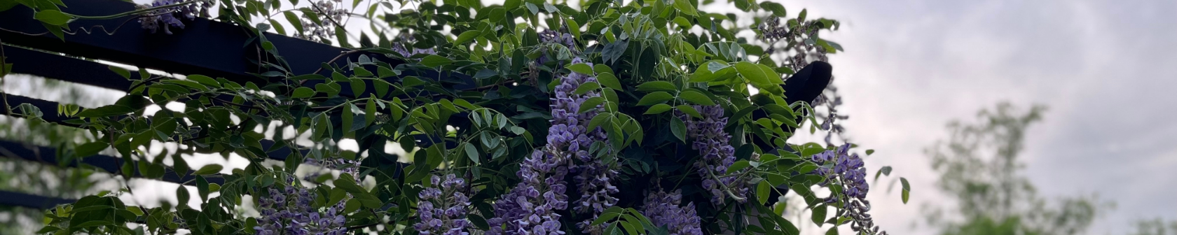 Pergola met klimplant als voorbeeld van de mogelijkheden van een Douglas hout pergola