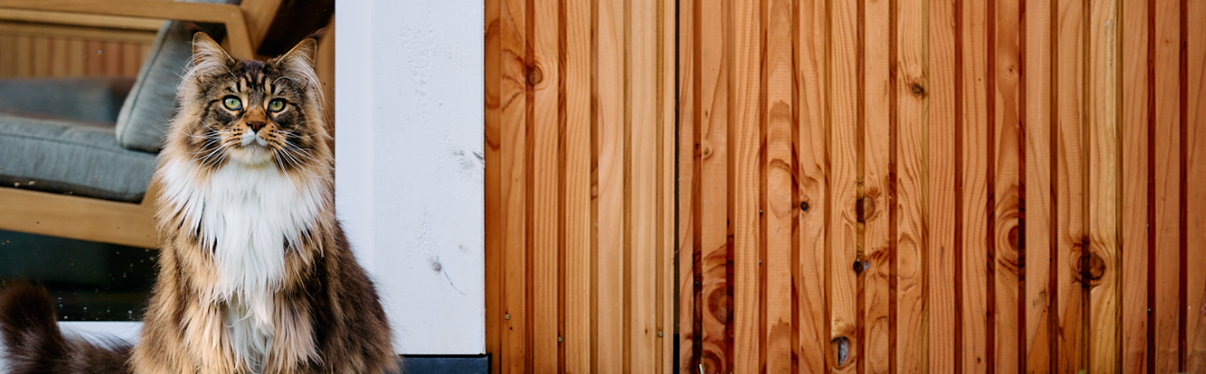 Douglas houten wand met warme, natuurlijke kleur en zichtbare houtnerf, toegepast bij een buitenconstructie en geliefd om de rustige uitstraling en natuurlijke vergrijzing.